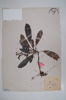 臺灣附地草藏品圖，第1張