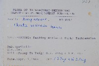 恆春厚殼樹藏品圖，第2張