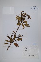 恆春厚殼樹藏品圖，第1張