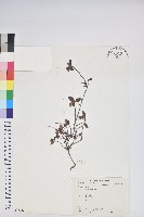 登錄號:S075285藏品圖，第1張