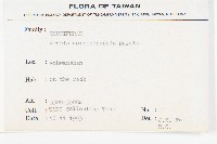 玉山筷子芥藏品圖，第2張