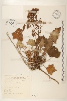 臺灣款冬藏品圖，第1張