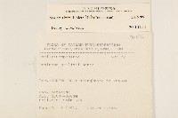 矮菊藏品圖，第2張