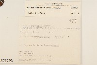 矮菊藏品圖，第2張