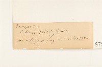 矮菊藏品圖，第3張