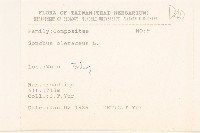 苦滇菜、苦菜藏品圖，第2張