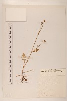 矮菊藏品圖，第1張