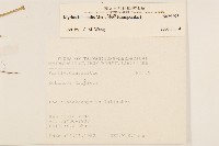 矮菊藏品圖，第2張