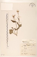 紫背草藏品圖，第1張