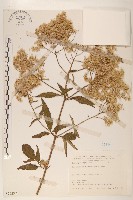 臺灣澤蘭藏品圖，第1張