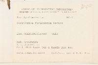 臺灣澤蘭藏品圖，第2張