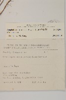 玉山抱莖籟簫藏品圖，第2張