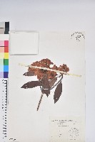 臺灣杜鵑藏品圖，第1張