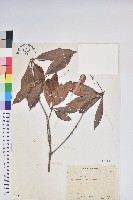 西施花、青紫木藏品圖，第1張