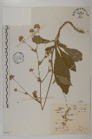 地膽草、毛蓮菜藏品圖，第1張