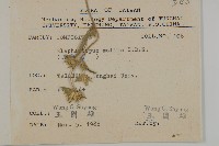 地膽草、毛蓮菜藏品圖，第2張