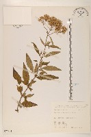 臺灣澤蘭藏品圖，第1張