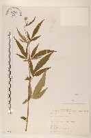 臺灣澤蘭藏品圖，第1張