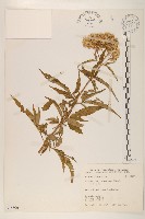 臺灣澤蘭藏品圖，第1張