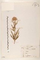 臺灣澤蘭藏品圖，第1張