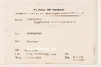 臺灣澤蘭藏品圖，第2張