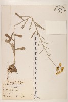 鼠麴草藏品圖，第1張