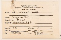 鼠麴草藏品圖，第2張