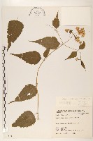 田代氏澤蘭藏品圖，第1張