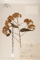 塔山澤蘭藏品圖，第1張