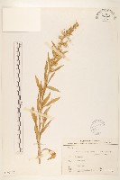 一枝黃花藏品圖，第1張