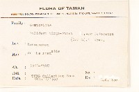 一枝黃花藏品圖，第2張