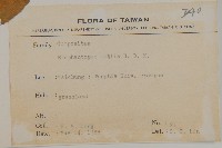 地膽草、毛蓮菜藏品圖，第2張