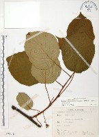 臺灣羊桃藏品圖，第1張