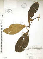 水冬瓜藏品圖，第1張