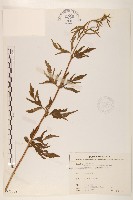 水冬瓜藏品圖，第1張