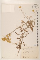 鼠麴舅藏品圖，第1張