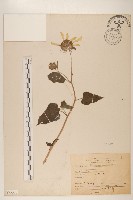 小向日葵藏品圖，第1張