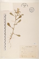 鼠麴舅藏品圖，第1張