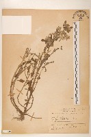 鼠麴舅藏品圖，第1張