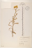 鼠麴草藏品圖，第1張