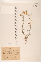 秋鼠麴草藏品圖，第1張