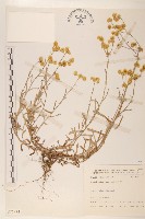 秋鼠麴草藏品圖，第1張