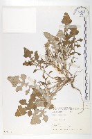 泥胡菜藏品圖，第1張