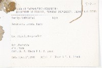 泥胡菜藏品圖，第2張