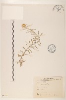 鼠麴草藏品圖，第1張