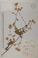 大頭艾納香藏品圖，第1張