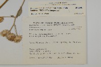 大頭艾納香藏品圖，第2張