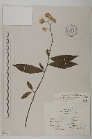 大頭艾納香藏品圖，第1張