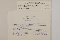 大頭艾納香藏品圖，第2張