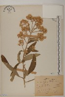 艾納香藏品圖，第1張